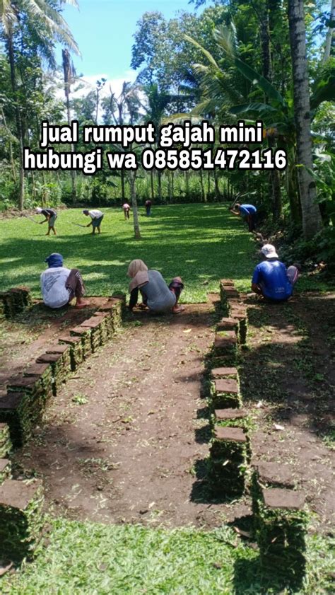 Kencing batu adalah salah satu gejala dari penyakit batu ginjal. RUMPUT GAJAH MINI BATU MALANG - Rumput Taman Malang