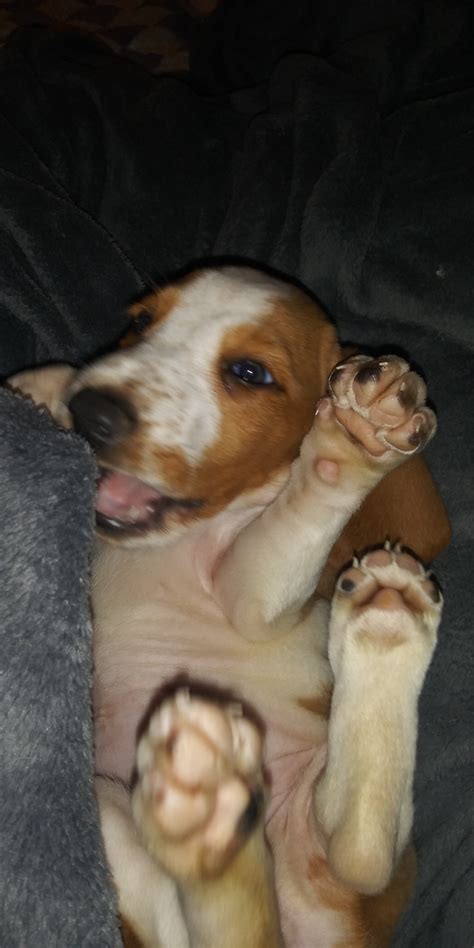 Vaccinations upto date as well as dewormed on schedule. Basset Hound Puppies For Sale | Louisville, KY #302788