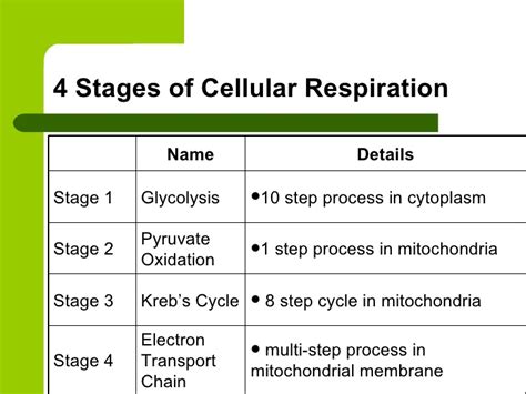 Glycolysis is the first step in cellular respiration. Glycolysis