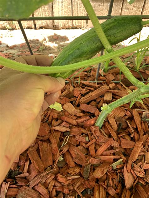 Sativus ), you never know quite what you're going to get after easing them from the soil. How do I know when my cucumbers are ready to Harvest ...