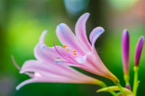 Pink Lily Flower With Green Background Stock Photo Image Of Lily