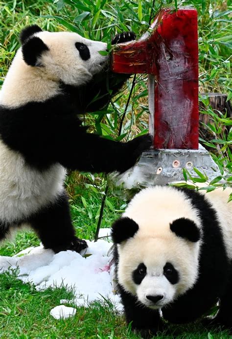 Jun 10, 2021 · absen di sidang cerai kedua, larissa chou pilih rayakan ultah anak, sederhana dengan balon dan kue larissa chou tidak hadir dalam sidang cerai kedua di pengadilan agama cibinong. Foto: Kue Es untuk Ultah Pertama Panda Kembar di Berlin ...
