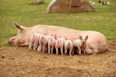 Piglets Feeding From Sow Stock Image Image Of Profile 34745587