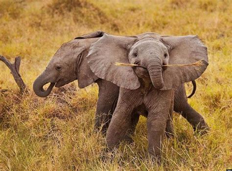 Baby Animals Baby Elephants Jodi L Milner Author