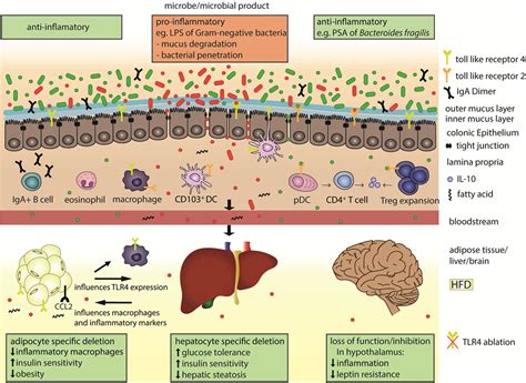 Frontiers The Immune System Bridges The Gut Microbiota With Systemic