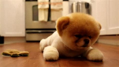 30 Cutest Baby Animal S Ever Stuffmakesmehappy