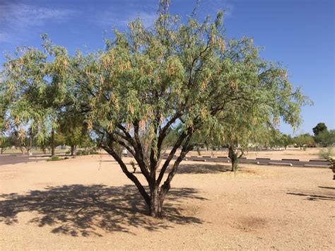 How To Make Mesquite Flour Garden Variety Life