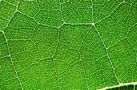 This biologywise article provides you with the structure of plant cells along with the functions of its constituents. What Is Photosynthesis For Kids Facts & Information