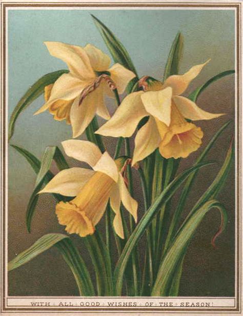 The Artzee Blog Vintage Daffodils Botanical Illustration