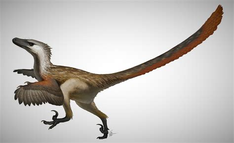 Velociraptor Wiki Prehistórico Fandom