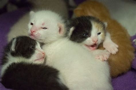 Newborn Kittens Newborn Kittens Cats Baby Cats