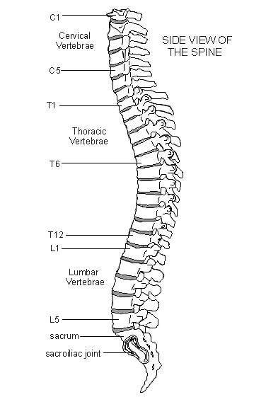 The vertebrae, which stack like spools of thread, support the back and protect the spinal cord. Spine | Diagram | Patient