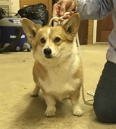 Located in kinzers, pa and shrewsbury, pa, we're here to help you find your perfect puppy! Adopt Corgi | PETSIDI