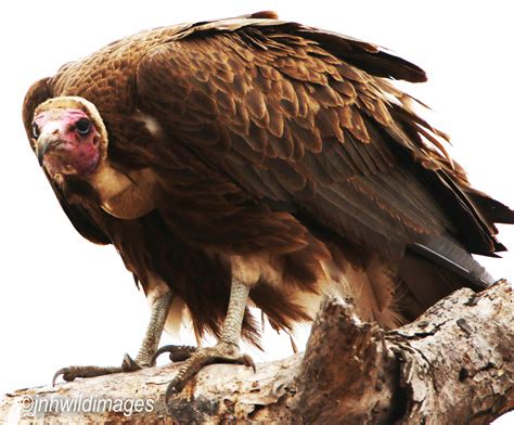 Hooded Vulture Jon Hardacre Nature Photography