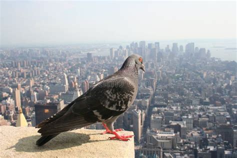 High Above Manhattan Stock Image Image Of Angle Bird 14309001