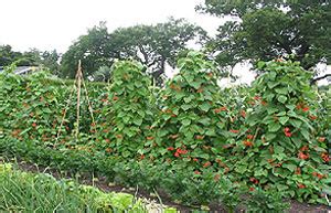 High in protein, kidney beans and other beans are a vegetarians mainstay. BBC - Gardening - Gardening Guides - Techniques - Growing ...
