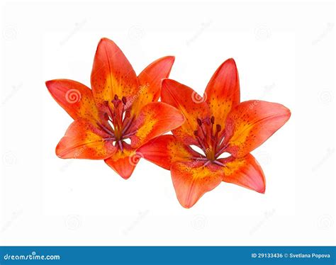 Two Orange Flowers On A White Background Stock Photo Image Of