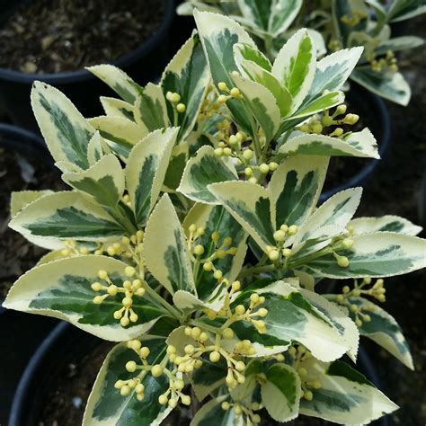 Euonymus Japonicus Silver Queen Mid Valley Trees