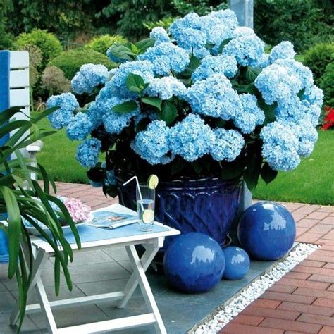Bei tomgarten.de erhalten sie alles für ihren garten: Außergewöhnlich ist die blaue Färbung der Hortensie ...