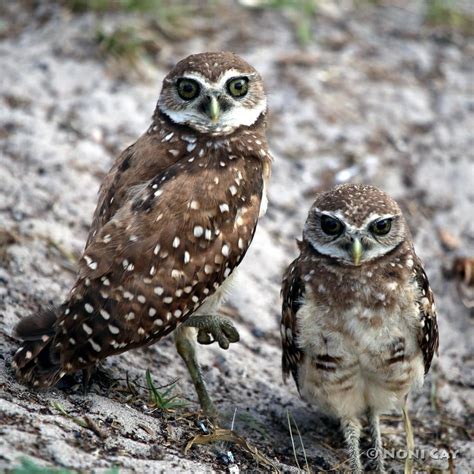 Burrowing Owls Noni Cay Photography