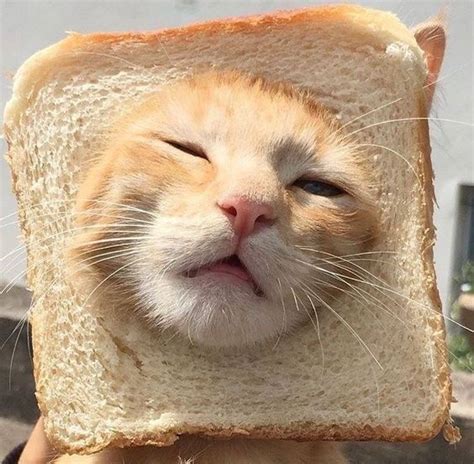 An Orange And White Cat Sleeping On Top Of A Piece Of Bread With Its