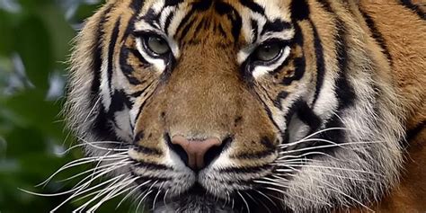 Can You Spare £3 To Help The Sumatran Tiger