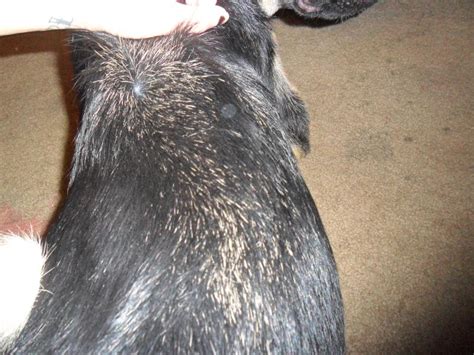 17 Tiny Dog Dry Skin Hair Loss Photo Ukbleumoonproductions