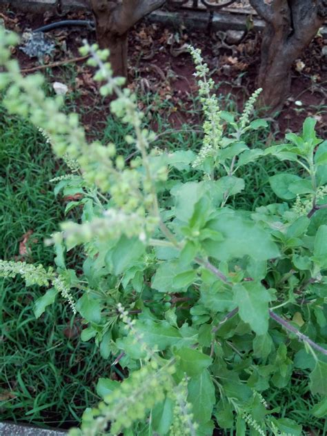 Garden Care Simplified How To Grow Tulsi Holy Basil Plants Simple
