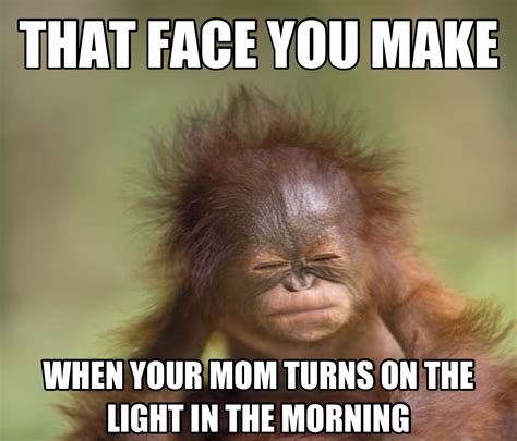 That Face Monkeys Funny Funny Memes Tumblr Orangatang Funny