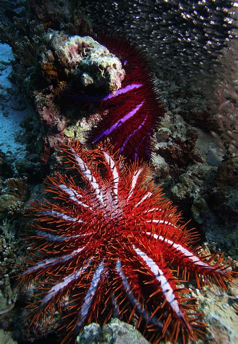 Acanthaster Planci Commonly Known As The Crown Of Thorns Starfish Is