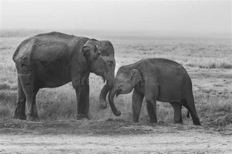 Two Baby Elephants With Tusks Playing With Their Trunks Stock Image