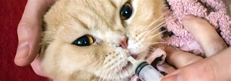Depending on the stage of kidney failure, cats may require emergency medical attention and hospitalization. Kidney Disease in Cats - 4 Facts You Should Know | Hill's Pet