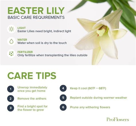 A Guide To Easter Lily Care Proflowers Blog Easter Lily Care Lily