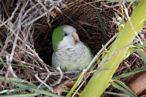 Do Parrots Build Nests Parrot Website