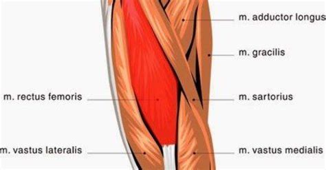Superior 2/3 of anterior and lateral surfaces of femur; Thigh Muscles: Origin, Insertion, Nerve Supply & Action » How To Relief in 2020 | Thigh muscles ...