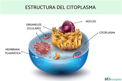 Organelos Del Citoplasma Composicin De La Celula Citoplasma Images