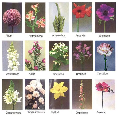 10 flowers name in english. flowers for flower lovers.: flowers names.