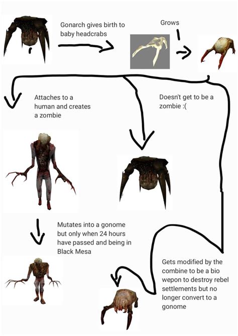 The Life Cycle Of The Headcrab Rhalflife