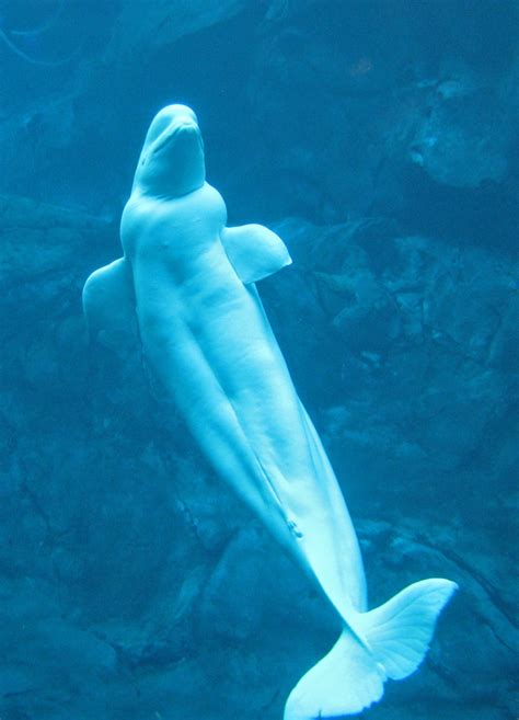 Северный дельфин белуха красивые фото и картинки — Каталог Фото