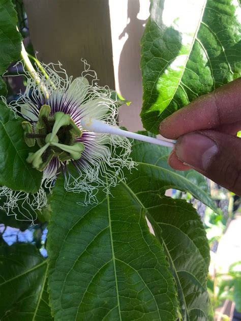 How To Hand Pollinate Passionfruit Pollination Growing