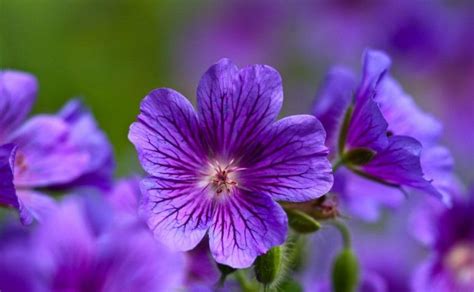 Same day or next day delivery is available. 34 Different Types of Purple Flowers for Your Garden ...