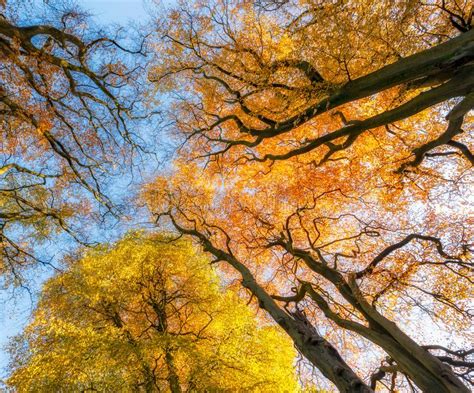 Autumn Trees Uk Stock Image Image Of Landscape Countryside 114809993