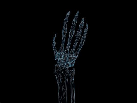 Bones Of The Hand Medically Accurate 3d Model 3d Model Animated Cgtrader