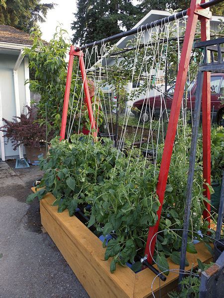 Providing support for your tomato plants helps keep the plants healthy, so they can produce maximum yields. The Shade Gardener: Overhead / Vertical Tomato Trellis ...