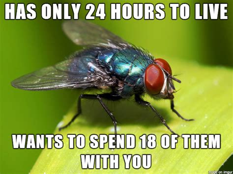 Misunderstood Fly Meme Guy