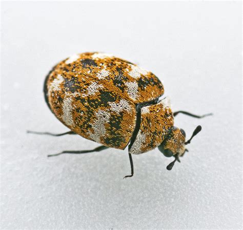 How To Get Rid Of Carpet Beetles Lawnstarter