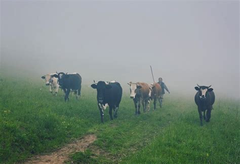 premium photo cows in the mist a blanket of warm light and fog covering the cows