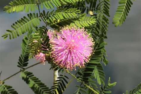8 Types Of Mimosa Trees Progardentips