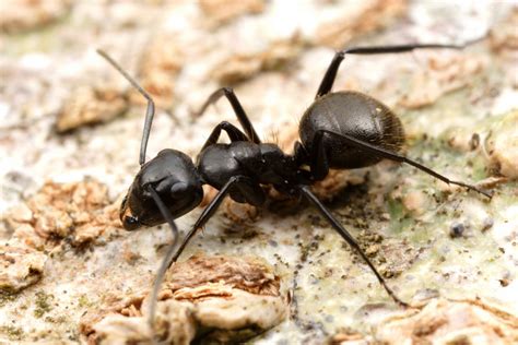 Carpenter Ants Wood Ants An Introduction To Genus Camponotus And Large
