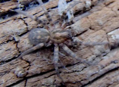 Tegenaria Agrestis Hobo Spider Tegenaria Domestica Bugguidenet
